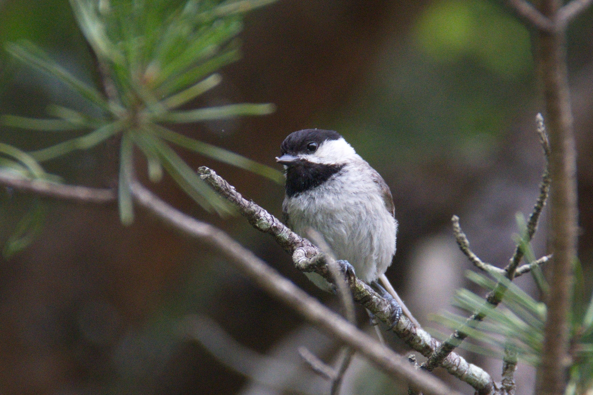 Carolina Chickadee -