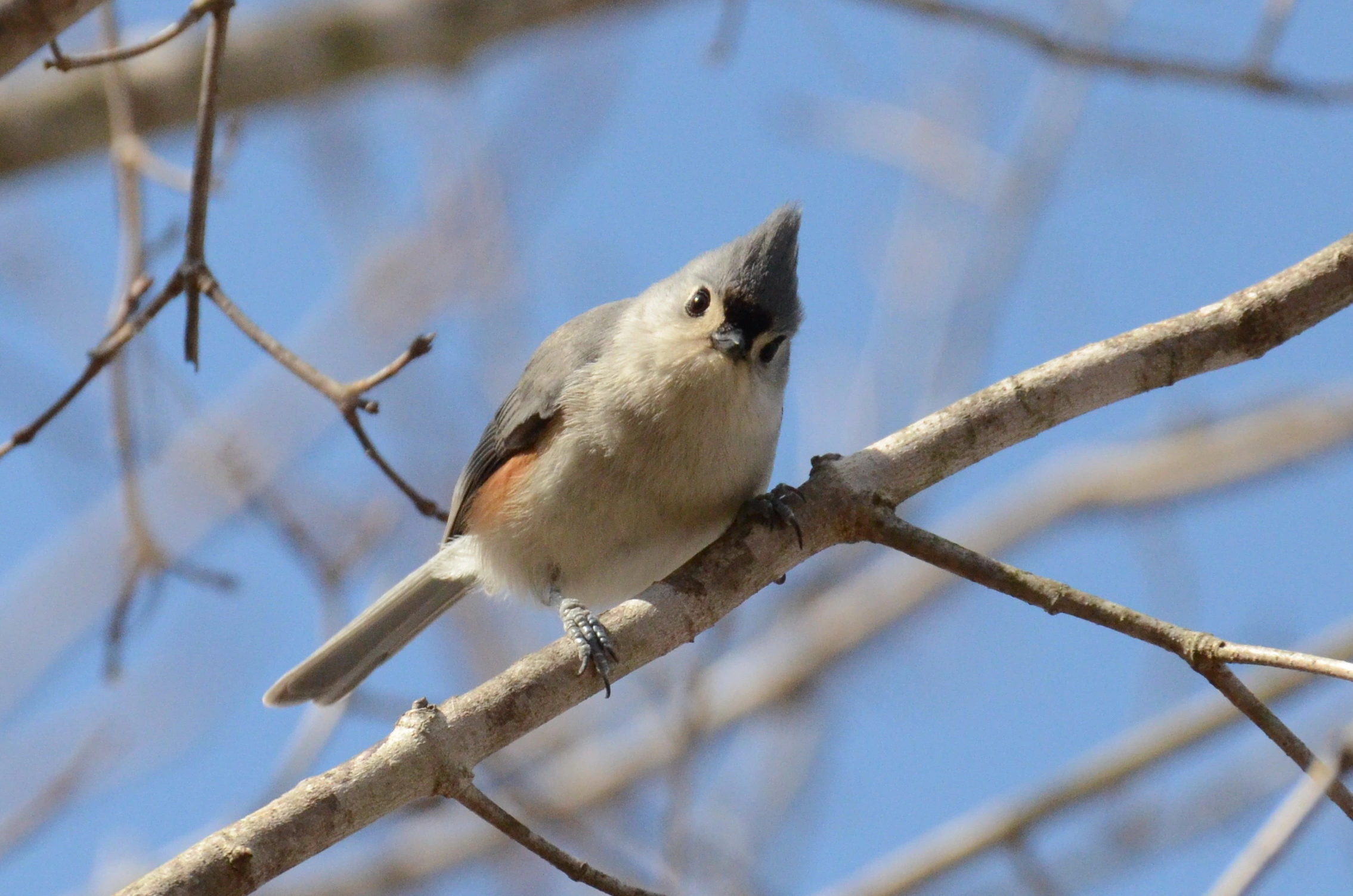 Tufted Titmouse