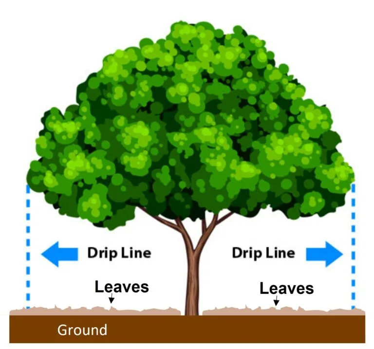 Tree-drip-line