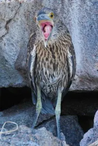 YCNH juvenile