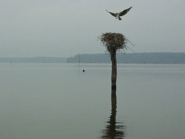 Jordan Lake Osprey