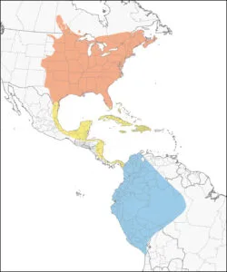 Migration map showing summer breeding areas in the US in red and winter migration areas in South America in blue.