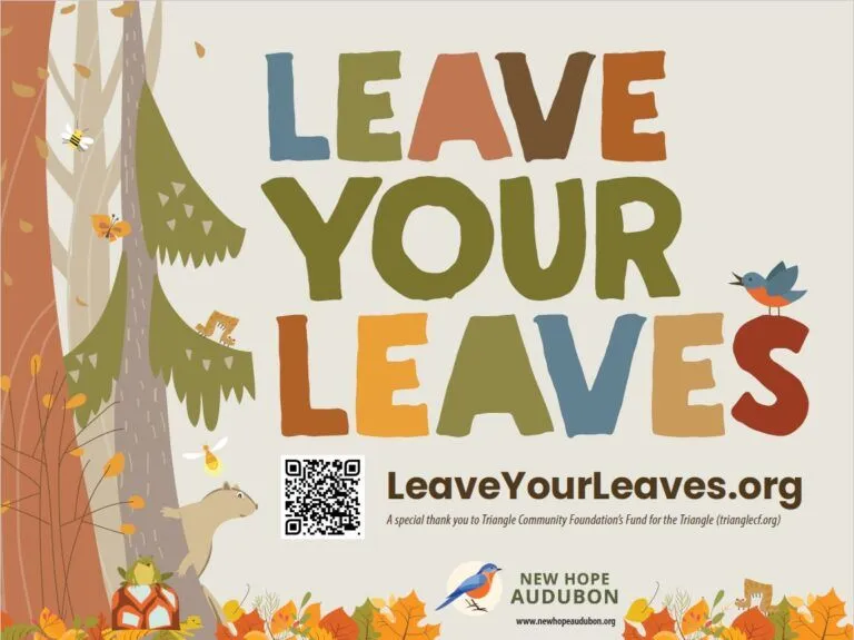 leaves