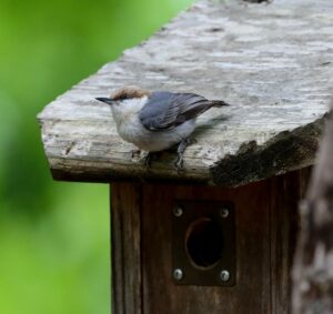 Brown headed nuthatch on nestbox
