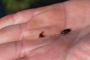 Photo of a hand with a dung beetle in it