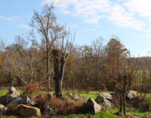 Photo of invasive tree that has been pollarded