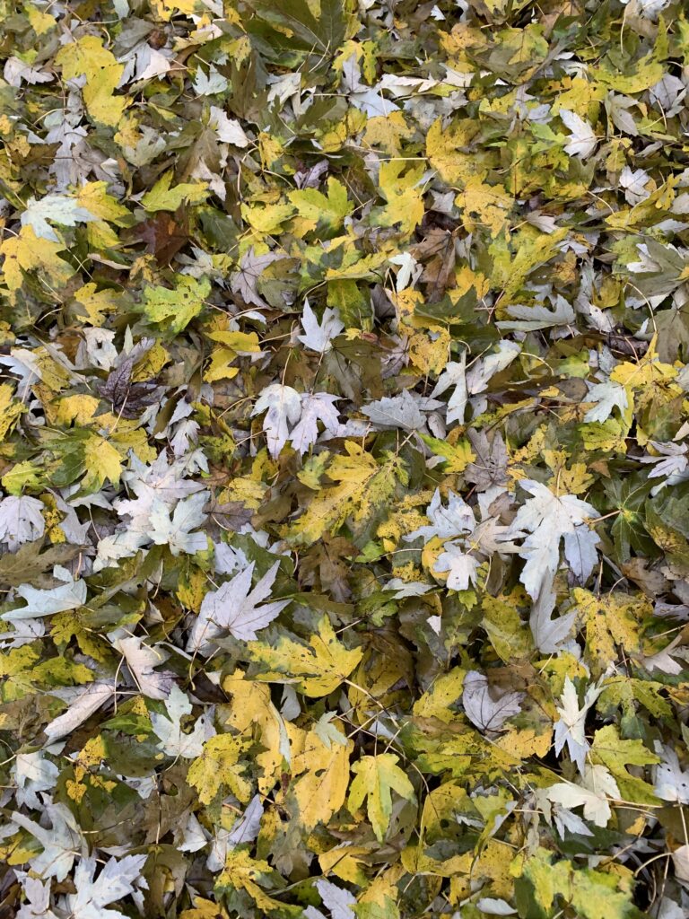 Photo of all leaves on ground