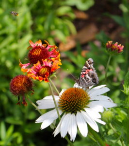 Photo of American Lady buttterfly on coneflower.