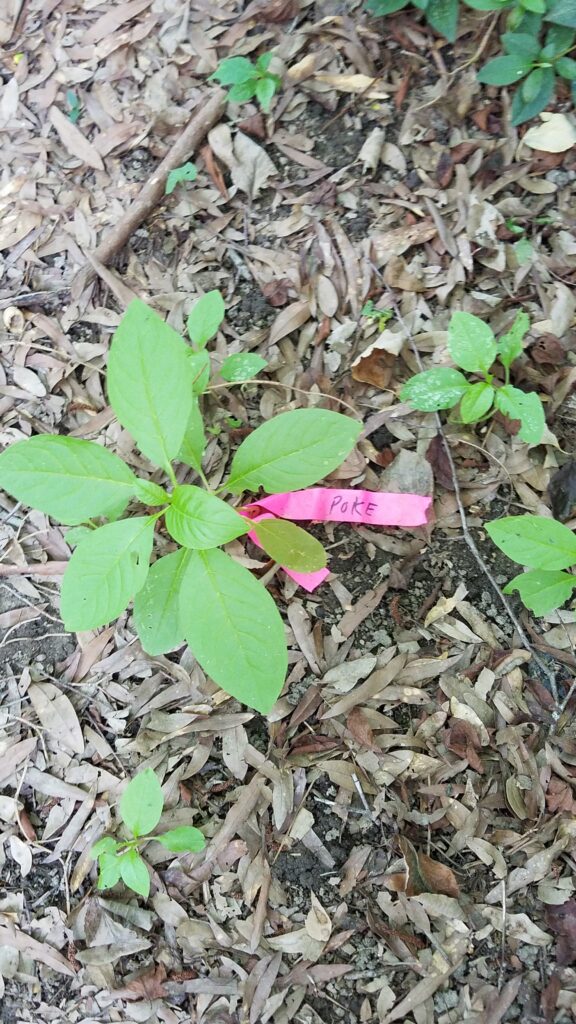 Pokeweed plant with a pink tag on it.