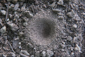 Photo of Antlion funnel trap in sandy soil