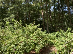 Photo of American beautyberry plants