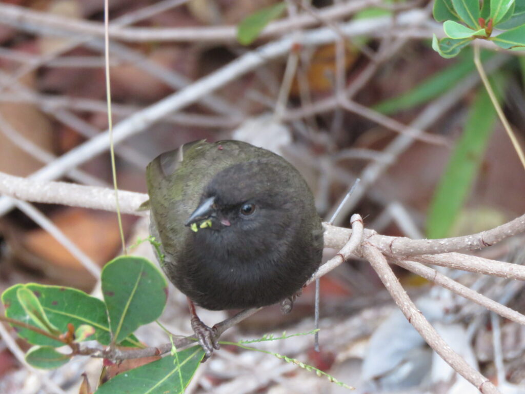 Photo of a Black-faced Grassquit perched on a branch