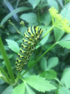 Photo of a black swallowtail caterpillar on green plant