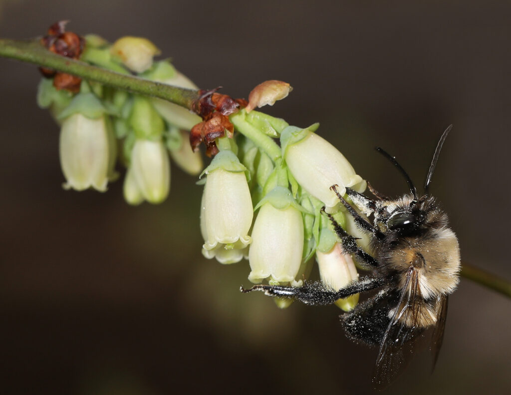 Photo of a blueberry digger bee on a blueberry bush.
