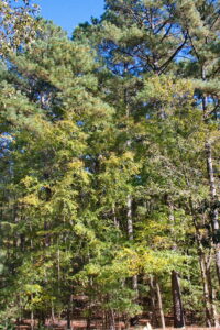 A photo of forest with mixed pines and deciduous trees.