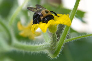 Photo of a carpenter bee pollinating a yellow female cucumber flower (baby cucumber at base).