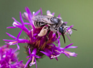 Eastern ironweed long-horned bee on ironweed.
