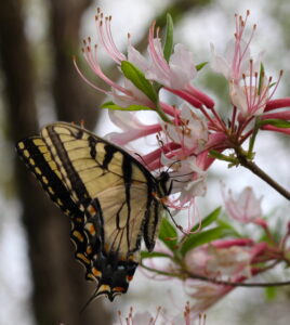 Photo ofeastern tiger swallowtail on a pink azalea.