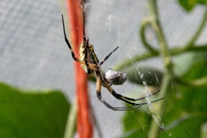 Photo of garden spider feeding on her catch.