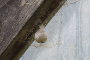 Photo of spider egg sac Egg sac hanging from a hoop house rafter.
