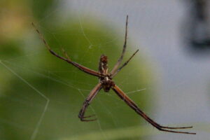 Photo of small brown male garden spider