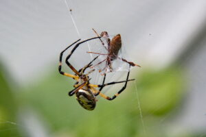 Photo of Garden spider wrapping a leaf-footed bug in silk