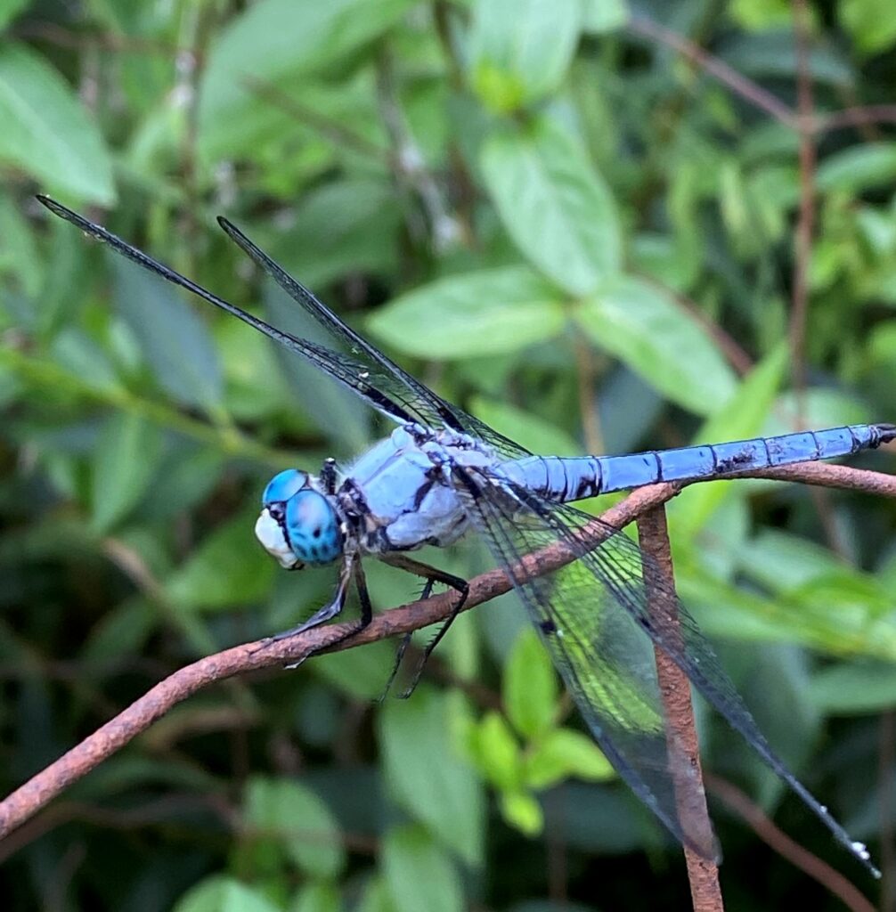 Photo of a Great blue skimmer dragonfly.