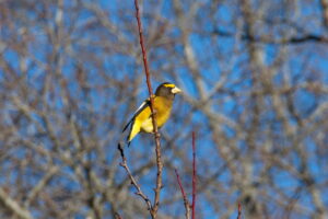 Male Evening Grosbeak clinging to a branch