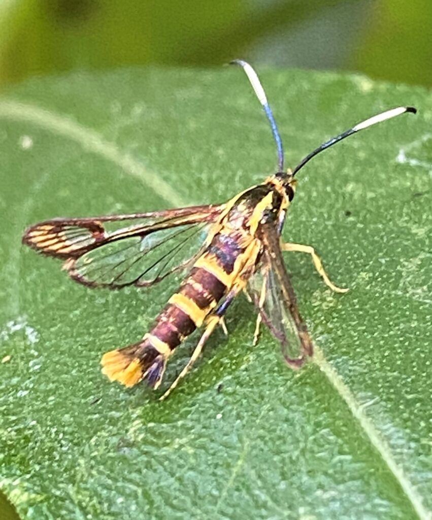 Photo of a Ironweed clearwing (a clearwing hummingbird moth look-alike).
