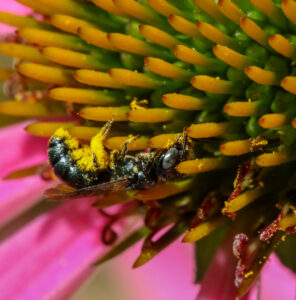 Photo of a mason bee on a purple coneflower.