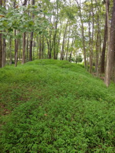 Bed of green Japanese stiltgrass in a forest