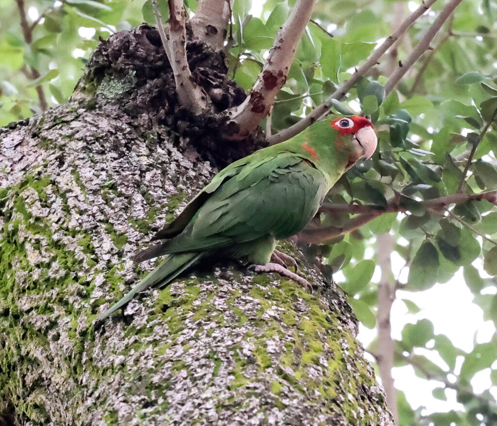 Photo of a green mitred parkakeet on the trunk of a palm tree