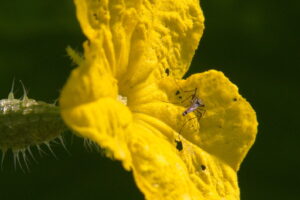 Photo of an Asian tiger mosquito on a yellow cucumber flower