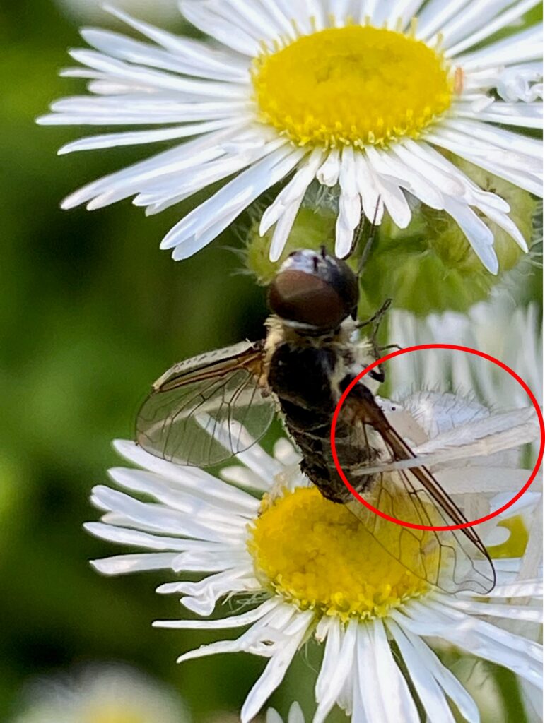 Photo of bee fly on daisy - a small crab spider is circled in the photo, where it has captured the fly