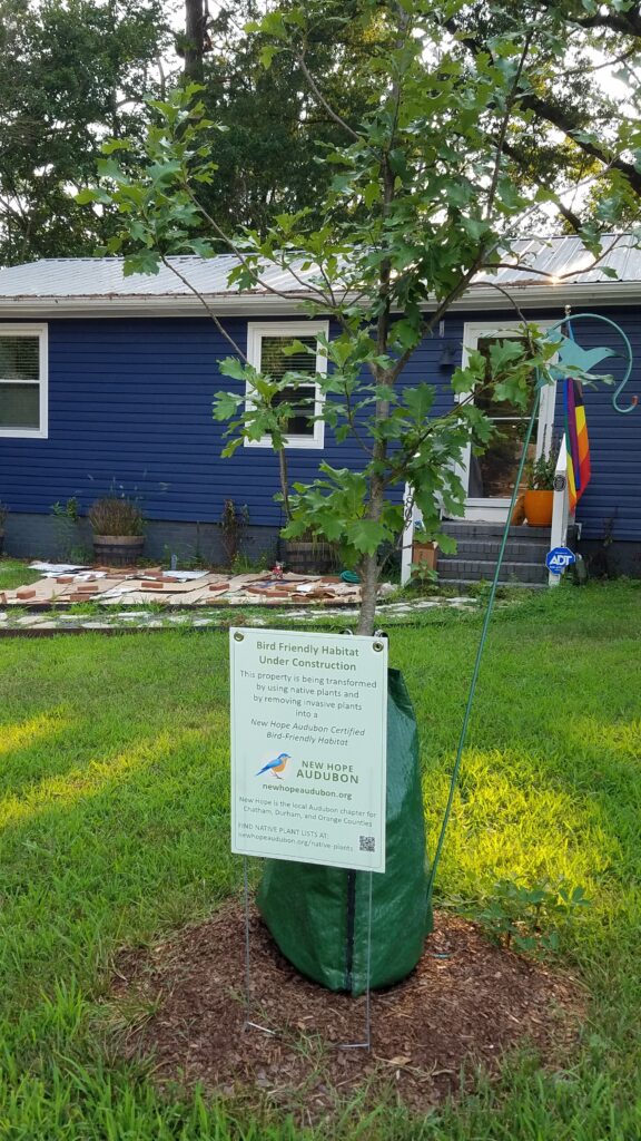 Bird Friendly Habitat In Progress sign, young oak tree, and cardboard covering grass.