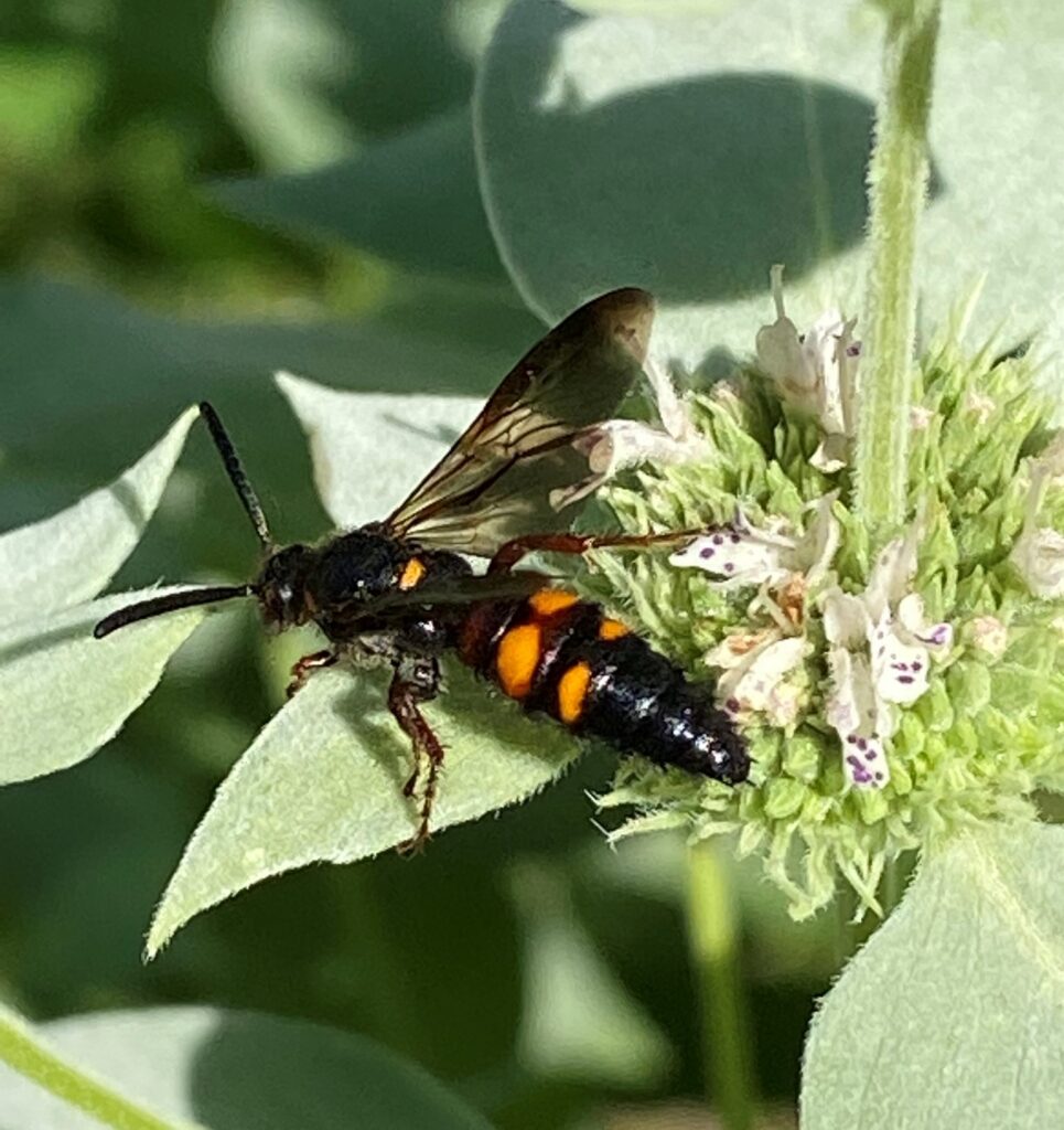 Photo of a noble scoliid wasp on a flower