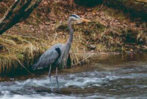 Photo of heron in water at Pearl Mill Preserve