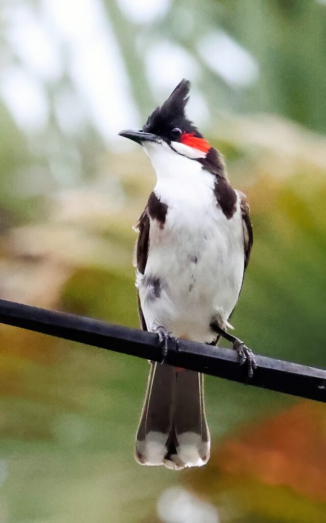 Photo of a Red-whiskered Bulbul perching on a wire