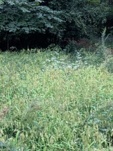 A field of green river oats plants