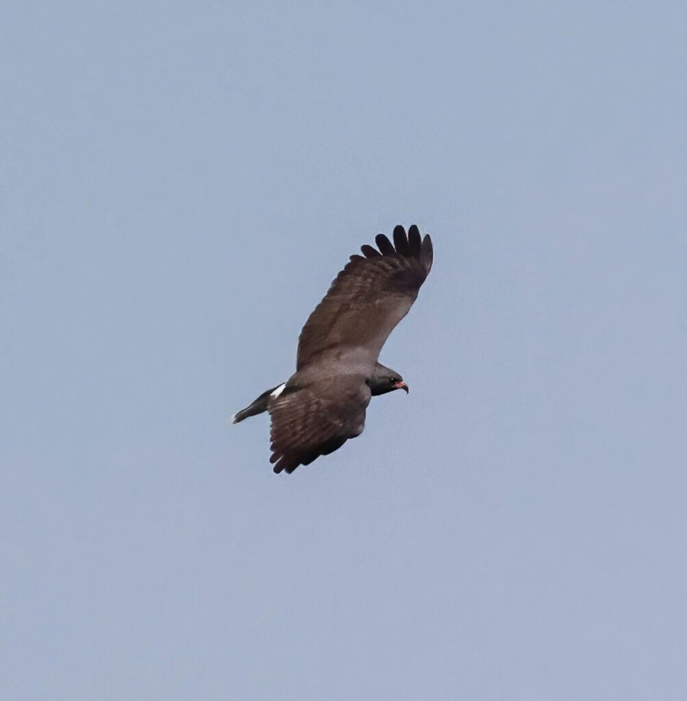 Photo of a snail kite soaring in the air