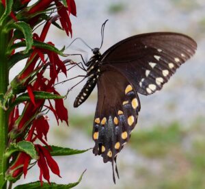Photo of black spicebush swallowtail butterfly on red lobelia blooms.
