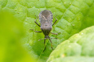 Photo of a brown squash bug on a green leaf