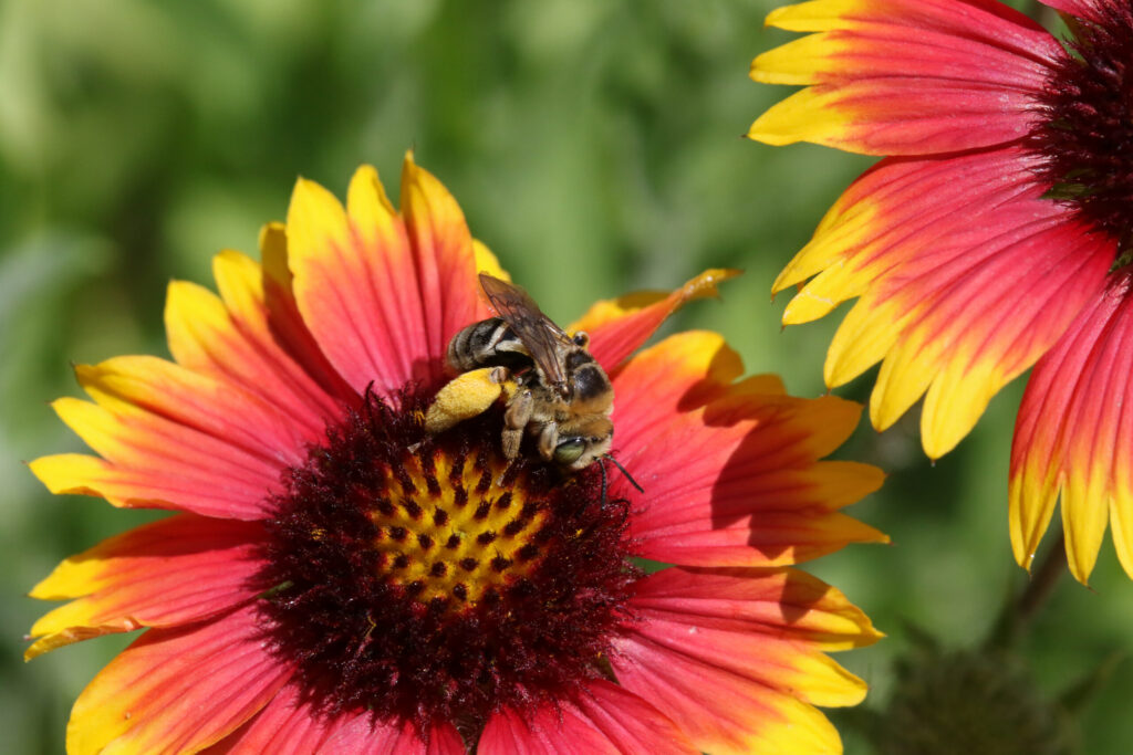 Sunflower bee on an Indian blanketflower