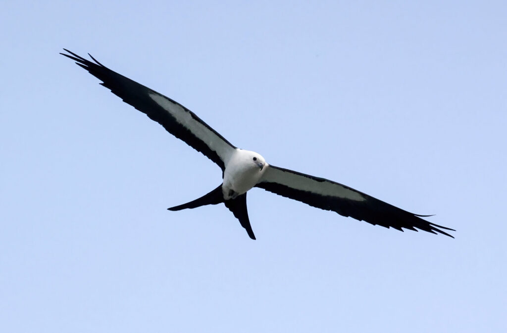 Photo of a Swallow-tailed Kite soaring in the air