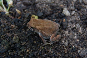 Photo of a young brown American toad
