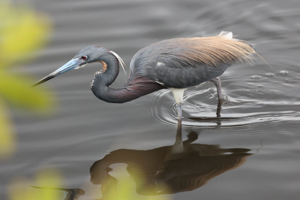 Photo of a Tri-colored-Heron wading in the water
