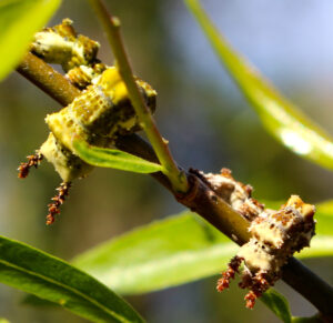 Photo of viceroy butterfly caterpillars on willow tree.