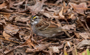 Photo of white-throated sparrow feeding in leaf litter