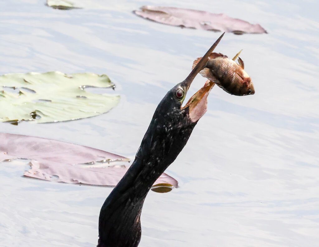 Photo of an Anhinga with a fish in its beak