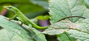 Photo of a green anole lizard on Joe Pye Weed.